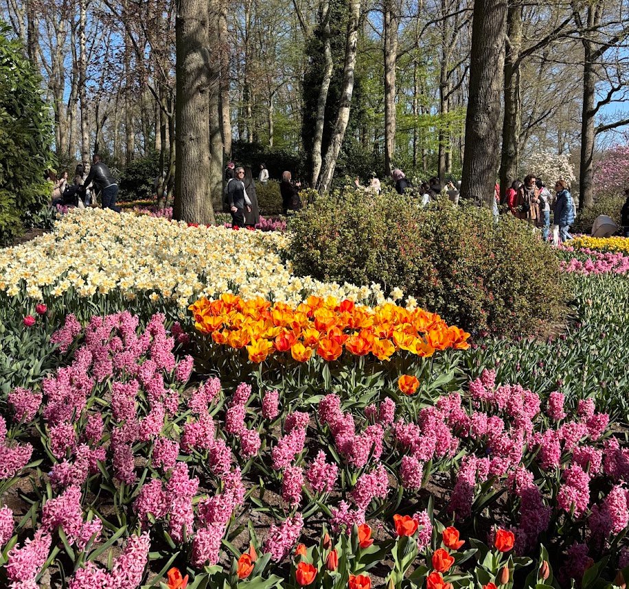チューリップとヒヤシンスが咲き誇るキューケンホフ公園